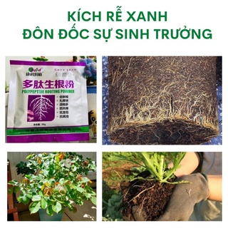 KÍCH RỄ (Non-organic)