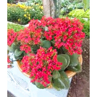 Cây giống hoa sống đời đang nụ hoa