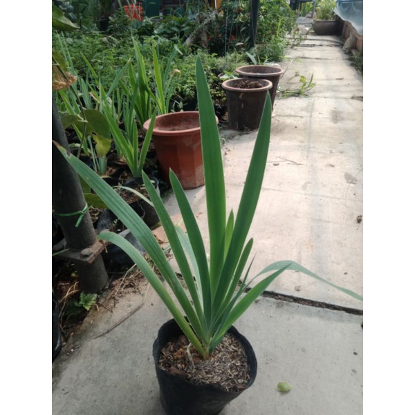 Cây xạ can chữa ho