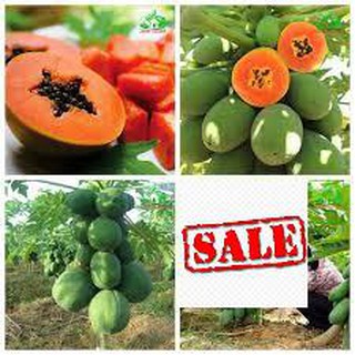 Hạt giống đu đủ lùn ruột đỏ 5 hạt SALE