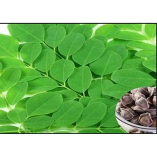 Hạt Giống Cây Chùm Ngây