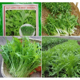 Hạt Giống Rau Cải Nhật Xanh, Giàu Dinh Dưỡng ( 10gr/gói )