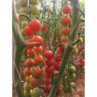 30 hạt giống cà chua chuỗi ngọc