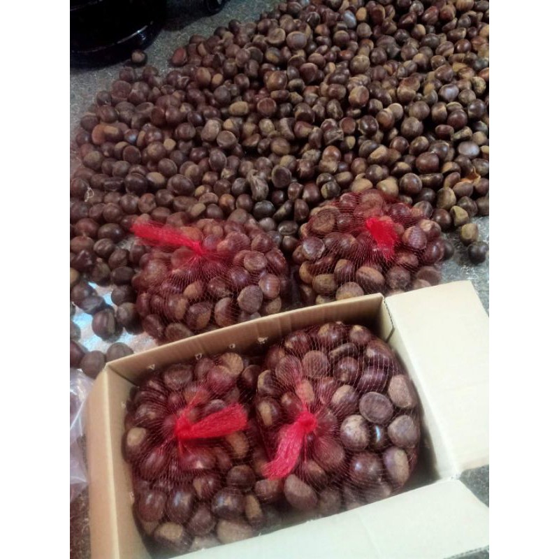 hạt dẻ sapa