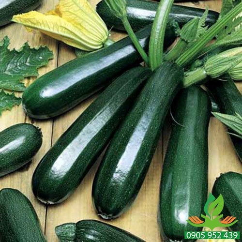 HẠT GIỐNG BÌ NGÒI XANH Cocozelle mùa hè, Gia truyền, Tuyệt vời để nấu ăn, Salad