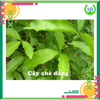 [HCM]Chè đắng Cao Bằng - 500gr