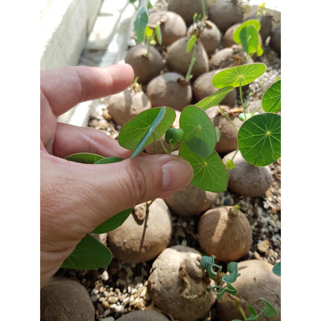 Bình vôi Thái - Stephania Erecta