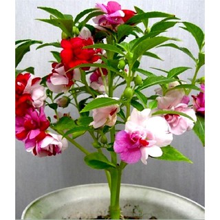 Hạt giống hoa móng tay kép mix màu ( Gói 50 Hạt ) - STHG2