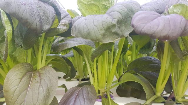 Gói 1gr  hạt giống cải ngọt tím Rosie giống hữu cơ Jonny seed Mỹ siêu ngon, chịu nhiệt tốt và dễ trồng