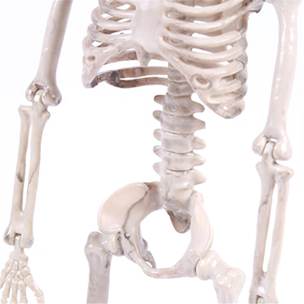 YYlingx hình bộ xương người 40cm dùng làm đạo cụ chụp ảnh tiệc halloween đa năng