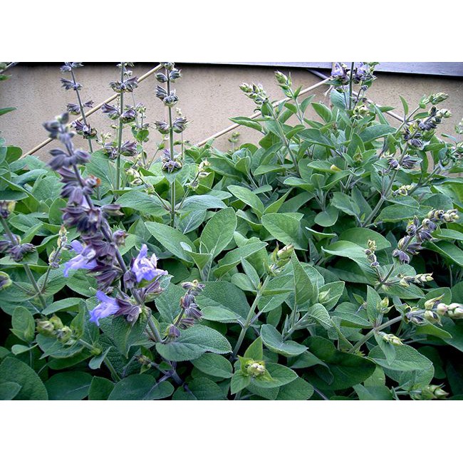 Gói 20  hạt giống Xô Thơm Sage