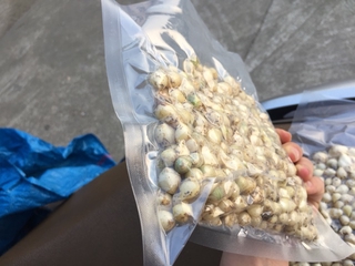 Hành tăm( củ nén)