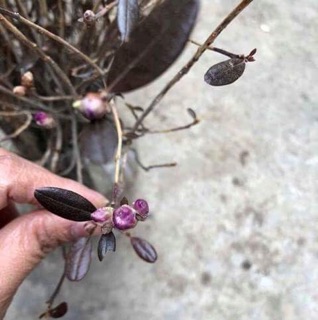 Hoa đỗ quyên