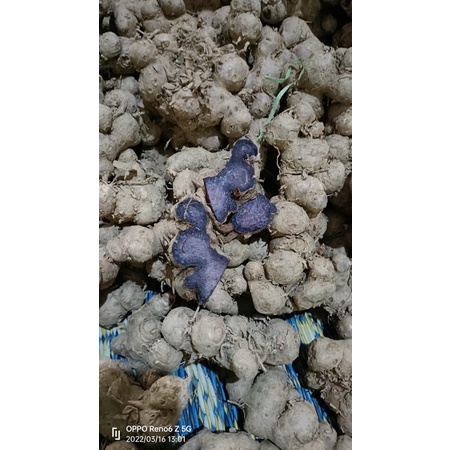 Gừng đen loại 500gr