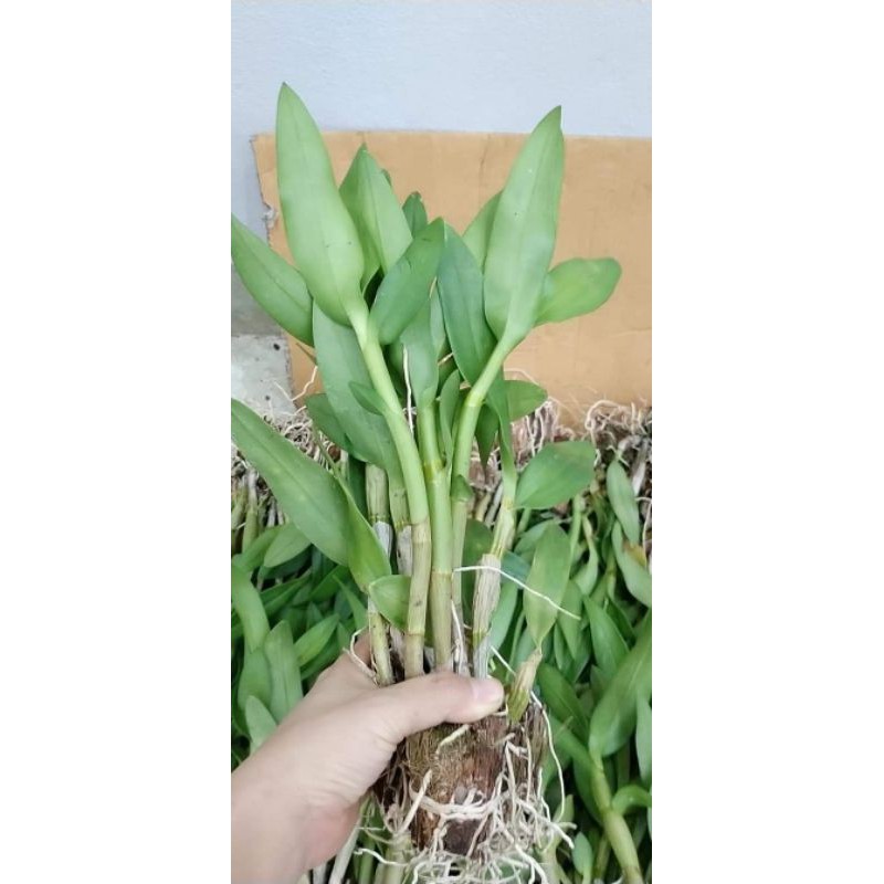 Cây giống lan dendro hoa quanh năm cây tơ 150k/10khóm