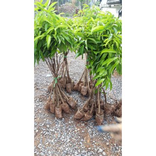 CÂY GIỐNG VẢI LỤC NGẠN