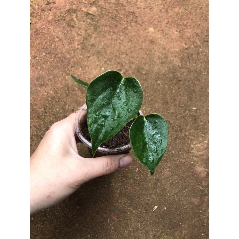 Chậu cứng tiểu hồng môn con