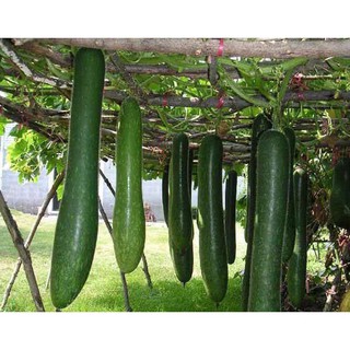 Hạt Giống Bí Sặt  Xanh, Trái Dài 0,5Gr
