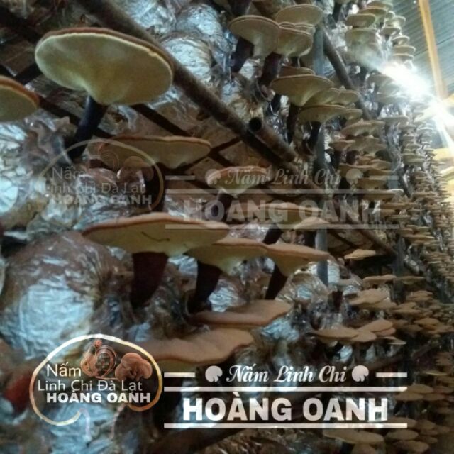 Nấm Linh Chi Đỏ còn nguyên bào tử 500g - Hồng Chi Đà Lạt | BigBuy360 - bigbuy360.vn
