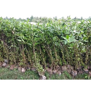 Cây Bần giống cao 50cm -1m 982sp