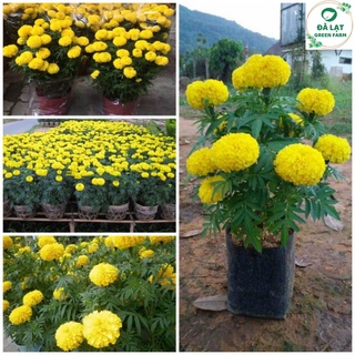 50h - hạt giống hoa vạn thọ mỹ