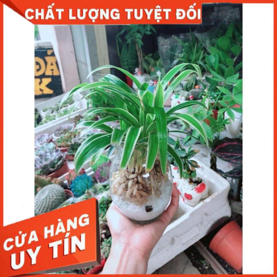 Chậu Lan Chi Thủy Sinh Nhiều Người Mua (Dây Nhện)