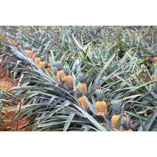 Thơm sấy lạnh 100g
