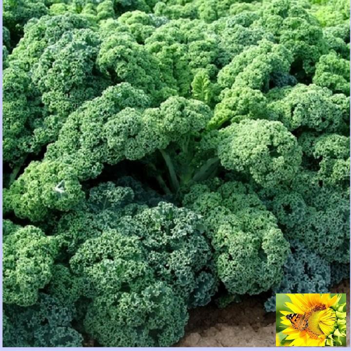 Hạt giống Cải lá Xoăn xanh Kale