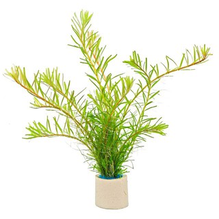 Cây Thủy Sinh Rotala Periya