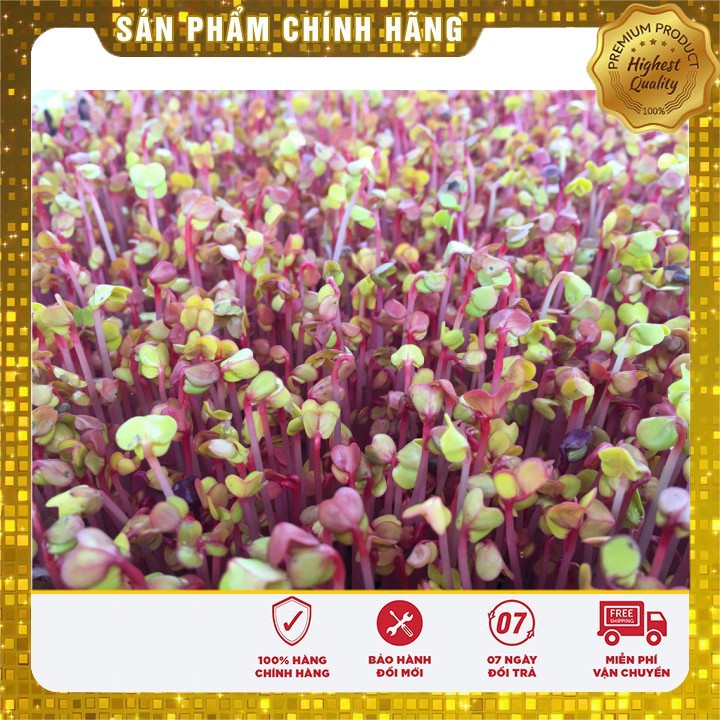 HẠT GIỐNG RAU MẦM CỦ CẢI ĐỎ 50 GRAM