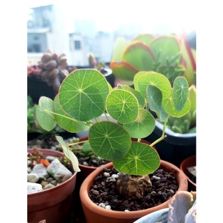 Cây Bình Vôi Thái, Củ Đồng Tiền. Stephania Erecta