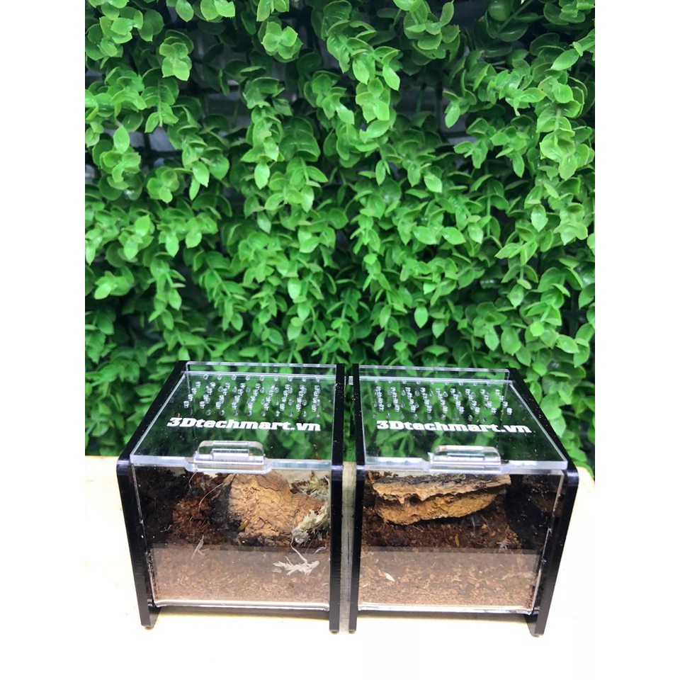 Hộp nuôi Nhện Sling 5-5-5cm