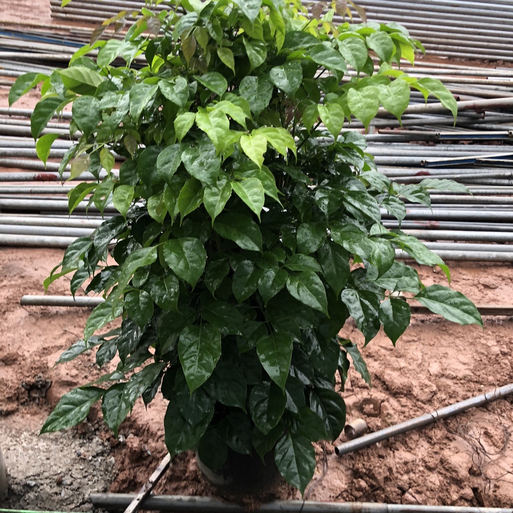 Cây hạnh phúc size to, Cao 80cm tán cực sum suê lá xanh mướt mang lại bình yên may mắn, thích hợp trang trí nội thất