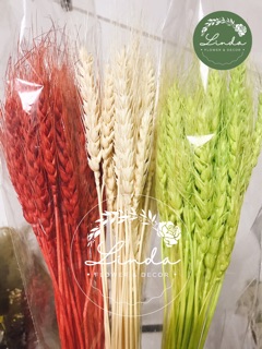 ❤️FREESHIP❤️Lúa mạch trang trí nhà cửa, decor chụp ảnh sản phẩm,...