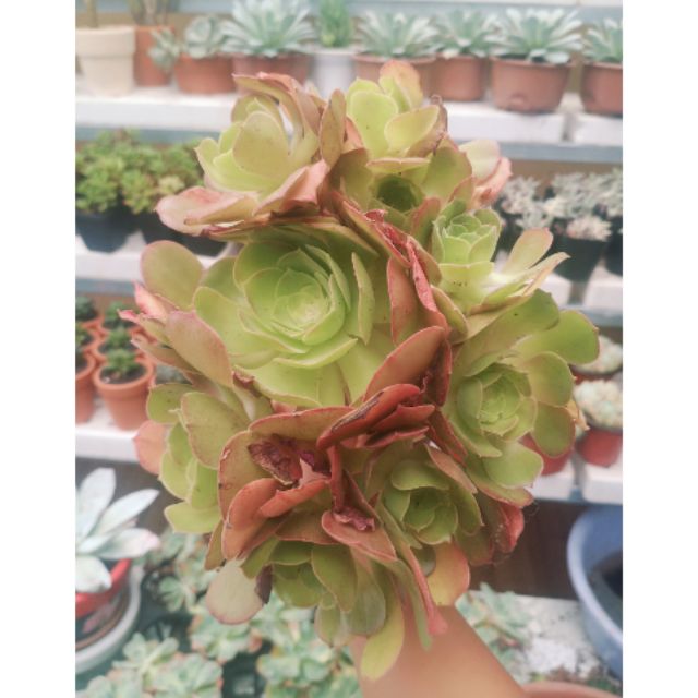 Aeonium cổ thụ