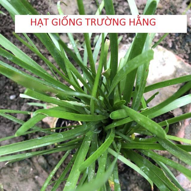 HẠT GIỐNG TÓC TIÊN HOA (HUỆ MƯA, RAIN LILY)  NHIỀU NHÁNH SUM SUÊ HOA NỞ ĐẸP