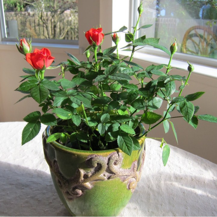 Gói 30 Hạt Giống Hồng Lùn Siêu Hoa Mix Màu luckyseed hạt siêu rẻ