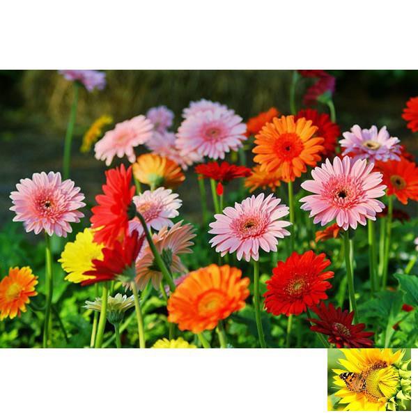 Gói 100 Hạt Giống Hoa Đồng Tiền Kép Lùn - Mix