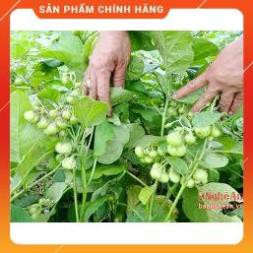 HẠT GIỐNG CÀ PHÁO XANH CAO SẢN