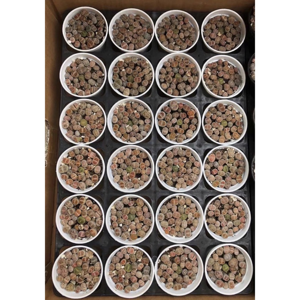 Chậu cây sen đá mông , thạch lan , cây sen Lithops size nhỏ