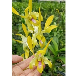 Hoa lan Dendro sing vàng cây trưởng thành sắp hoa