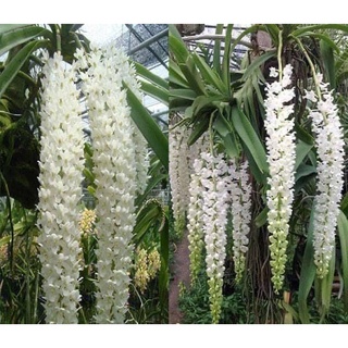 Hoa Lan đuôi chồn (1 cây)