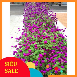 Hạt Giống Hoa Cúc Bách Nhật (200 Hạt) - [MUA 3 TẶNG 1 CÙNG LOẠI]