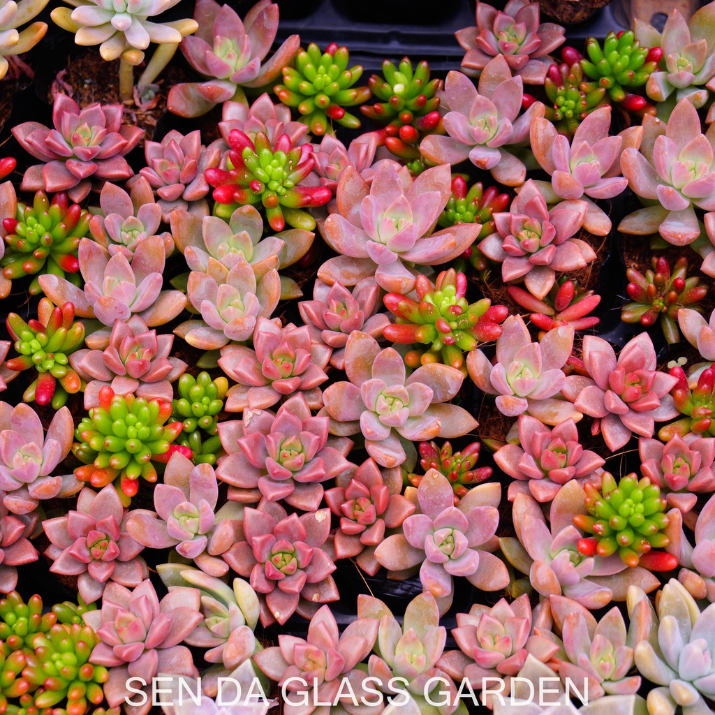 Sen Đá chậu nhỏ mix 3 cây khác nhau GLASS GARDEN, Sen đá đà lạt giá rẻ, thuần khí hậu,  lỗi 1 đổi 1