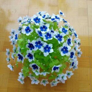 Hoa gấm cánh nhọn