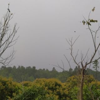 Mật ong hoa cây rừng (mật chuẩn - ong ta)