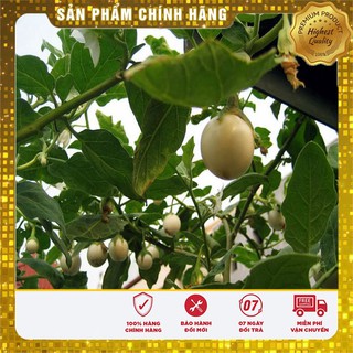 Hạt giống Cà Pháo Trắng 2gram