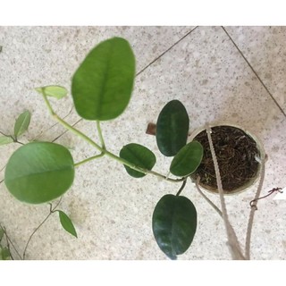 Cẩm cù hoa xanh - số 98