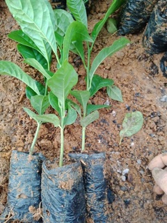 Cây Dổi thơm thục sinh COM BO 10 cây