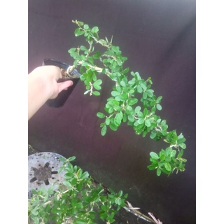 cây linh sam hồng phấn
